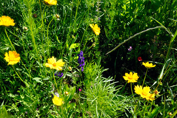 Flowers near the parking lot